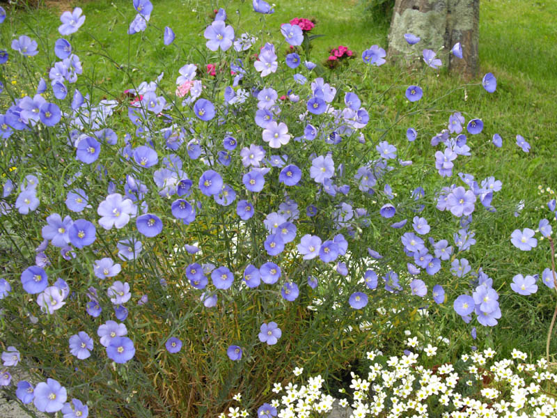 Linum perenne photo